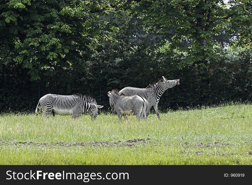 This image of a group of Zebra's was captured at Chester Zoo, England, UK. This image of a group of Zebra's was captured at Chester Zoo, England, UK.