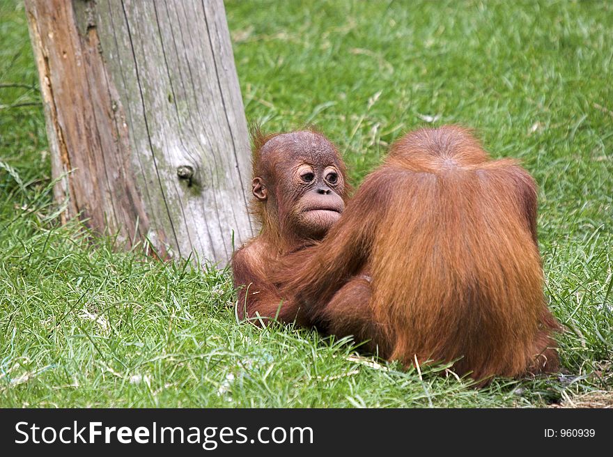 This image of two baby Orangutans was captured at Chester Zoo, England, UK.