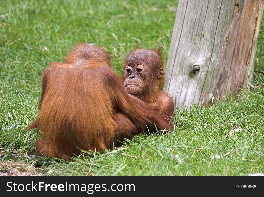 This image of two playful young Orangutans was captured at Chester Zoo, England, UK. This image of two playful young Orangutans was captured at Chester Zoo, England, UK.