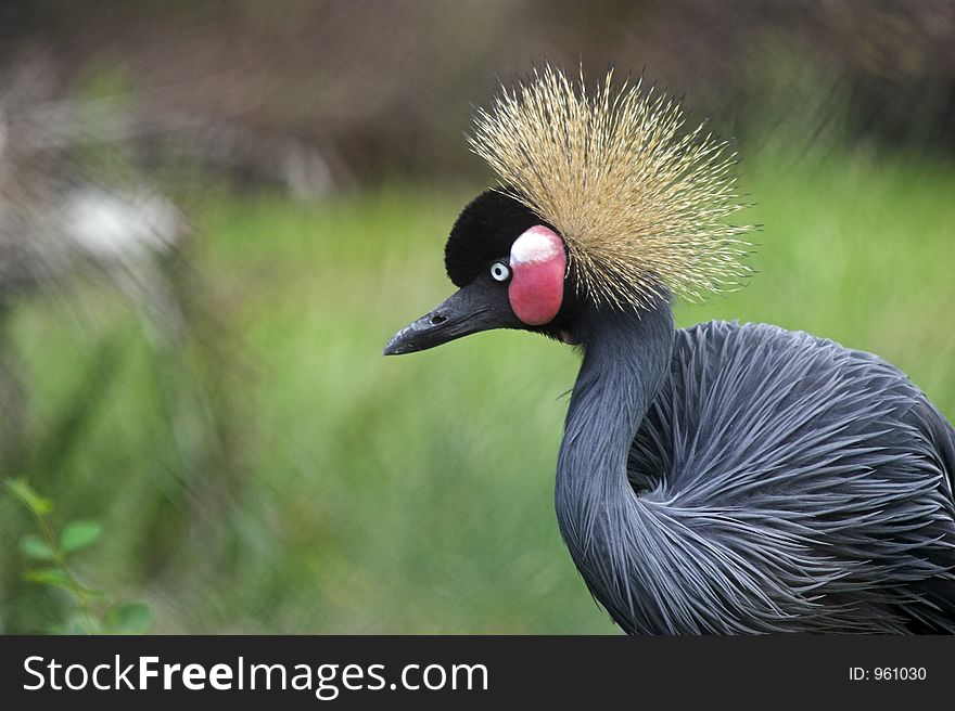 This shot of a stalking Grey Crowned Crane was captured at Chester Zoo, England, UK. This shot of a stalking Grey Crowned Crane was captured at Chester Zoo, England, UK.