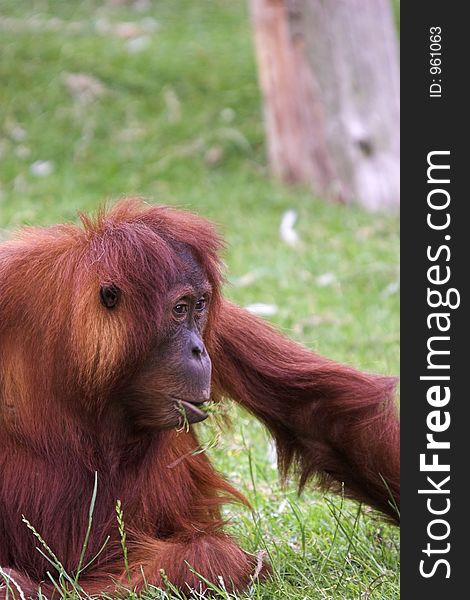 This image of an Orangutan eating was captured at Chester Zoo, England, UK.