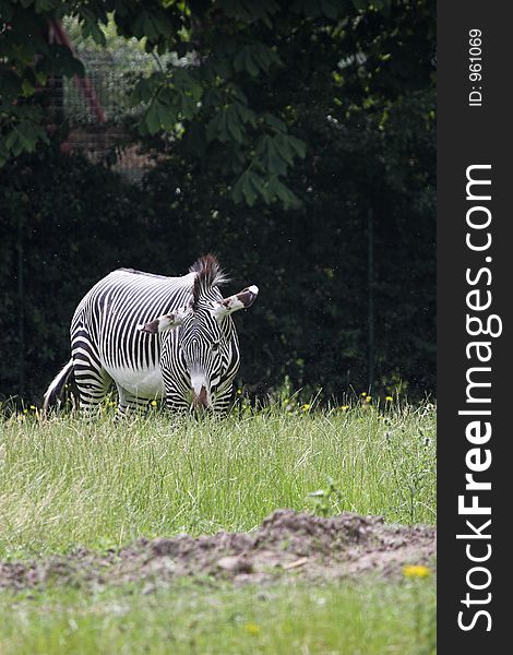 This image of a Grazing Zebra was captured at Chester Zoo, England, UK.