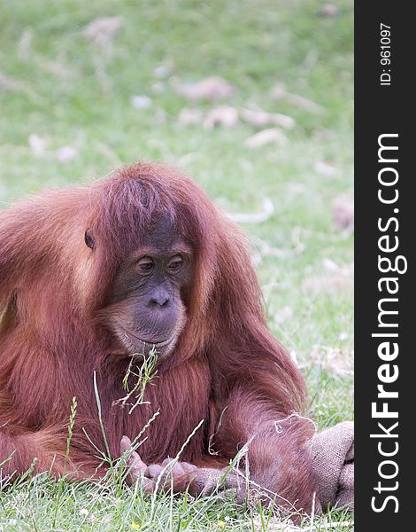 This image of an Orangutan deep in thought was captured at Chester Zoo, England, UK. This image of an Orangutan deep in thought was captured at Chester Zoo, England, UK.