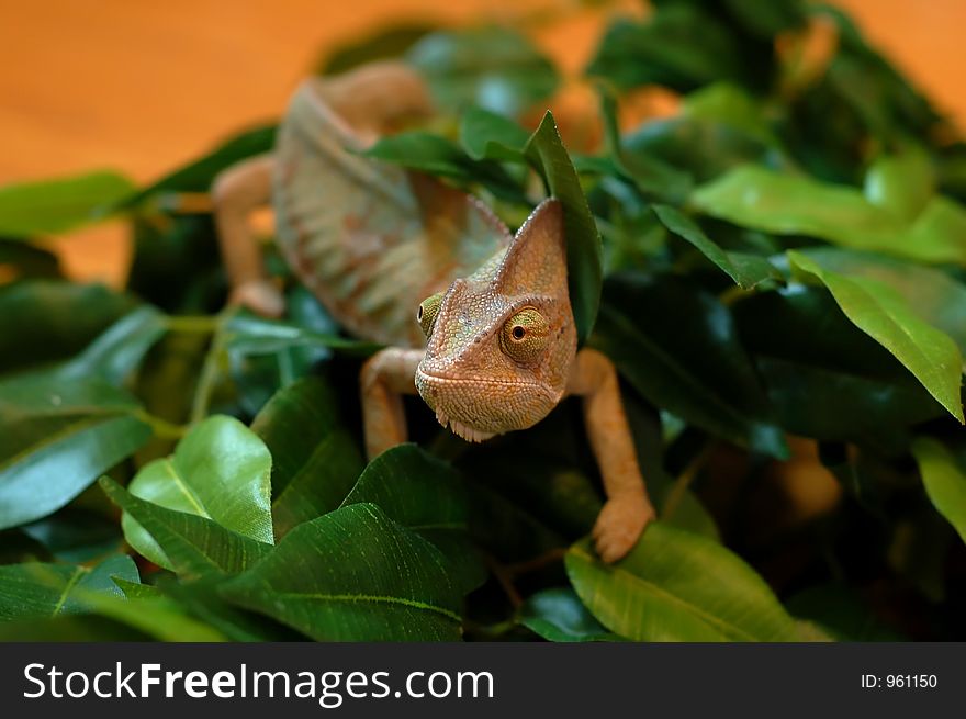 Bearded dragon on leaves