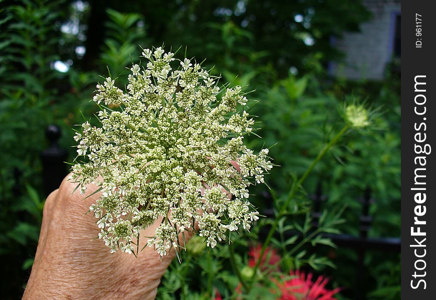 Old hand holding perfect flower. Old hand holding perfect flower