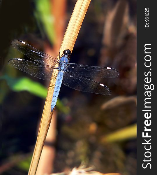 Gorgeous Blue Dragonfly