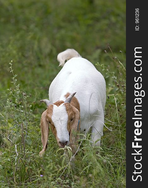 A goat eating in a field