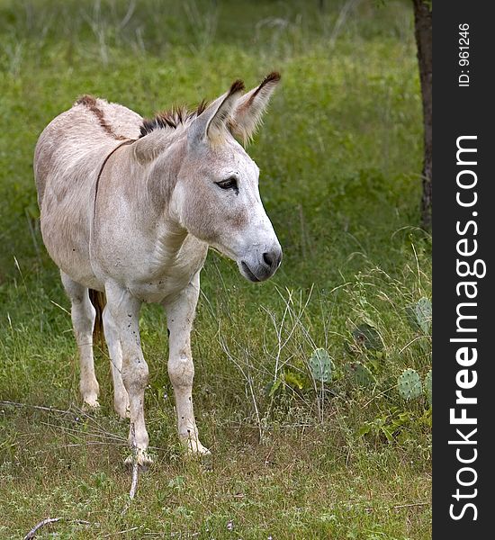 A donkey looking off to the side