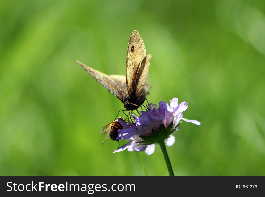 Closeup of butterfly and bee looking at each other. Closeup of butterfly and bee looking at each other.