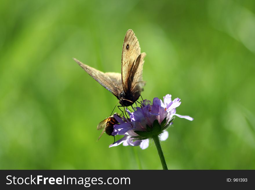 Butterfly bee