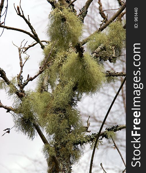 Lichen In Tree