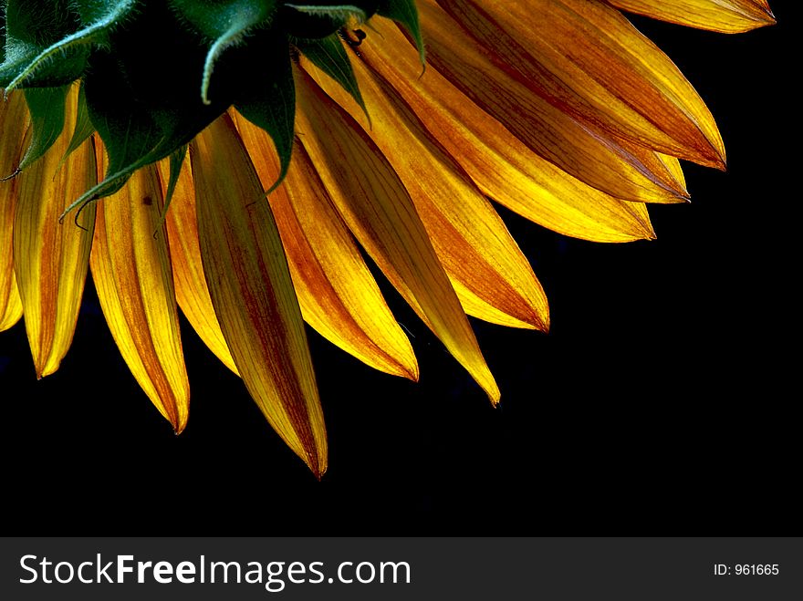 Sunflower in sunlight. Sunflower in sunlight