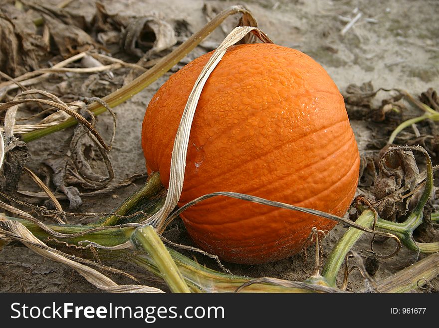 Pumpkin and blossom in a pumpkin patch