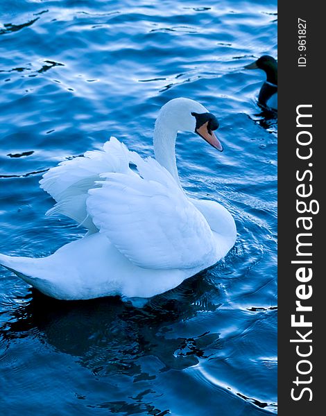 Huge Swan on a lake