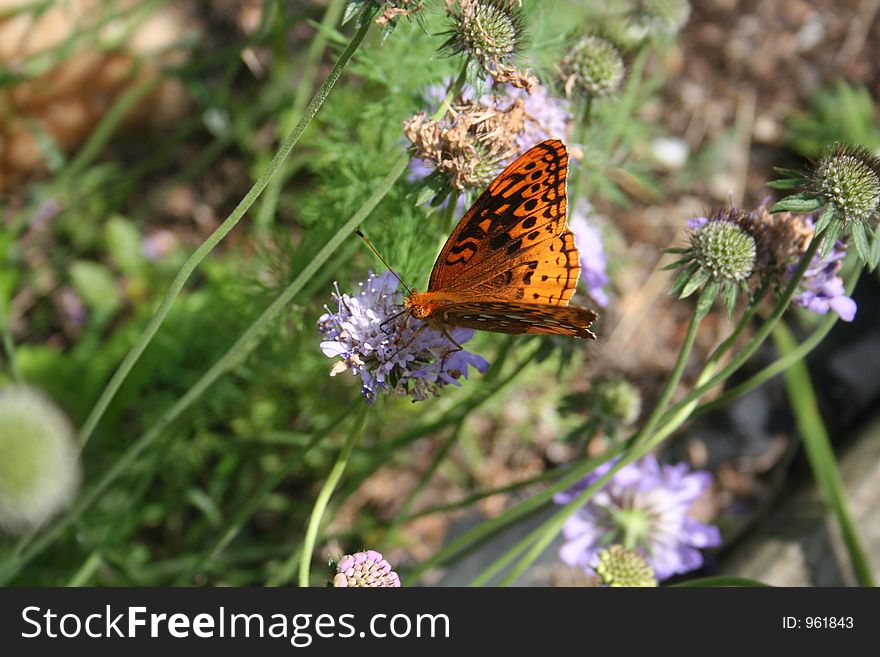 Butterfly on flower