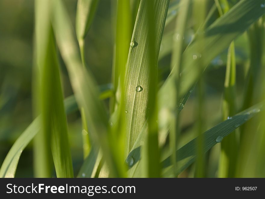 Grass With Water Sprinkles