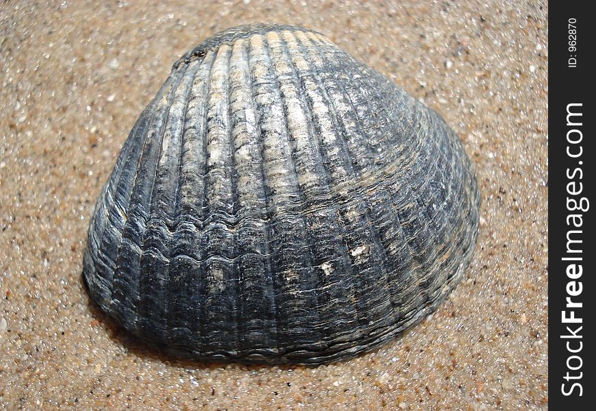 Shell on beach