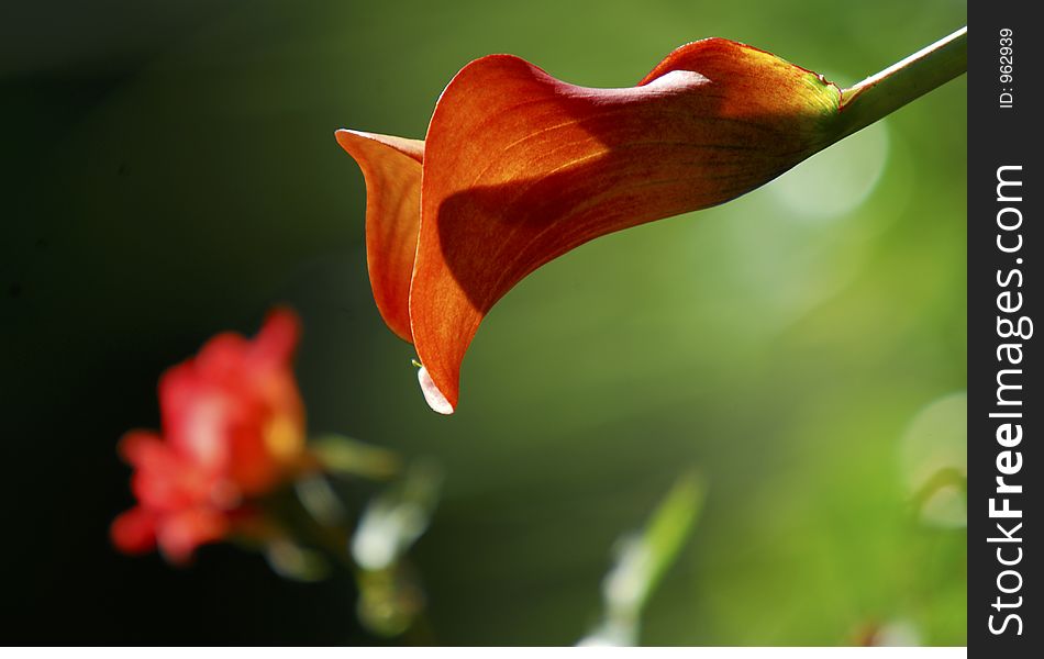 Sunlit Calla Lily