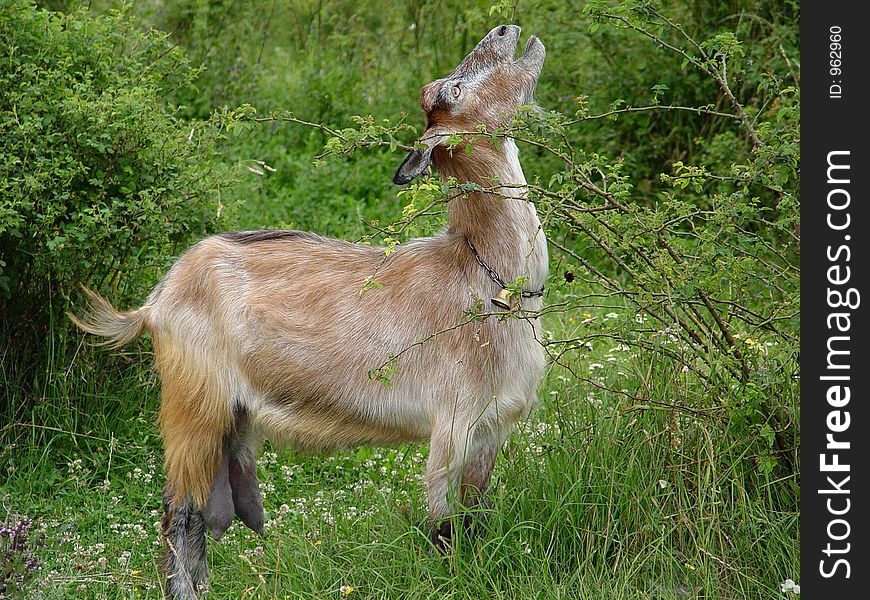 Goat in the forest between bushes