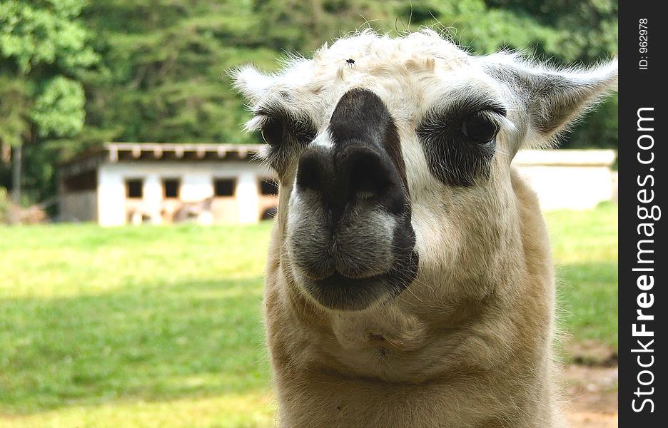 Curious Llama seems to just be saying hello!  Taken with the kind permission of the staff at Enota Mountain Resort, Hiawassee, GA