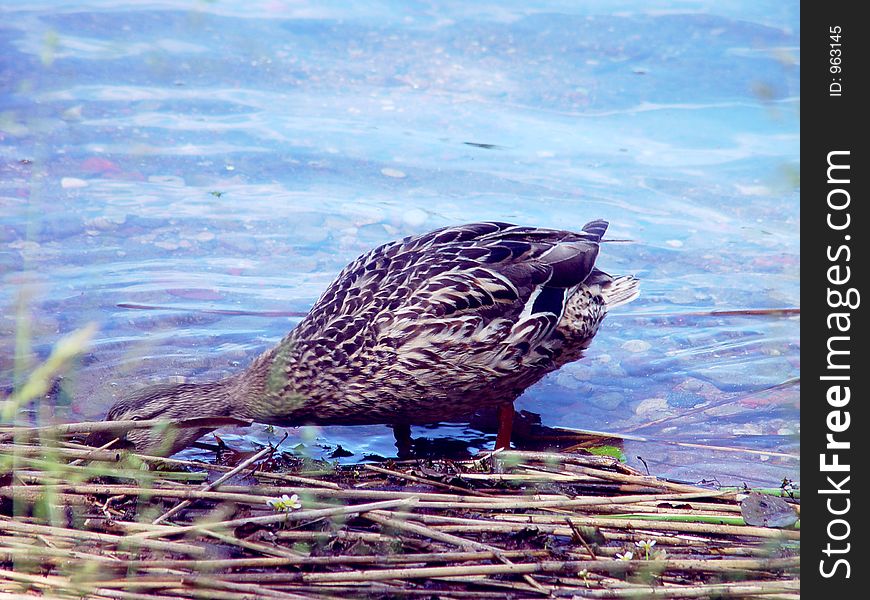 Female Mallard Duck