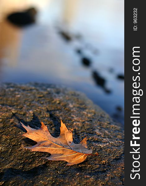 Fallen autumn leaf on a stone