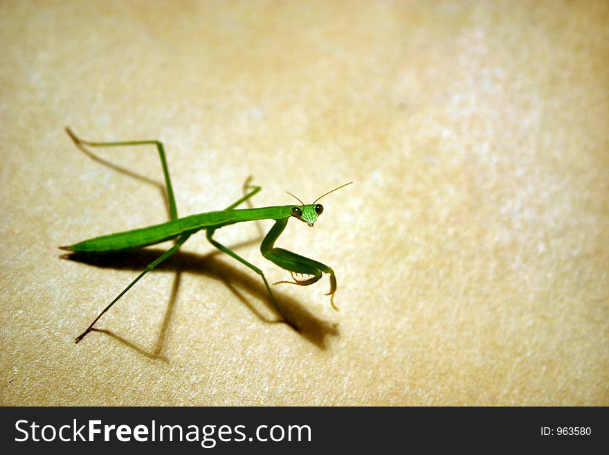 A praying mantis isolated against a neutral textured background. It looks directly at the viewer.