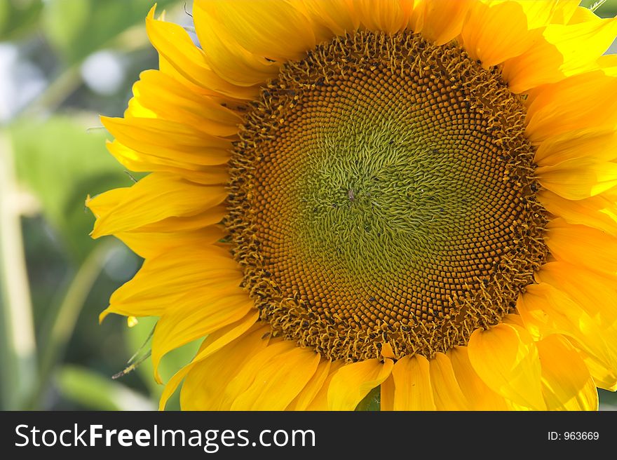 Beautiful sunflower in garden