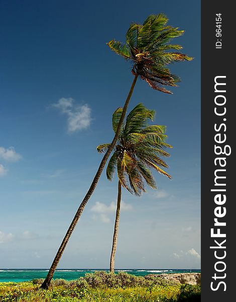 Palm trees on sam lords beach