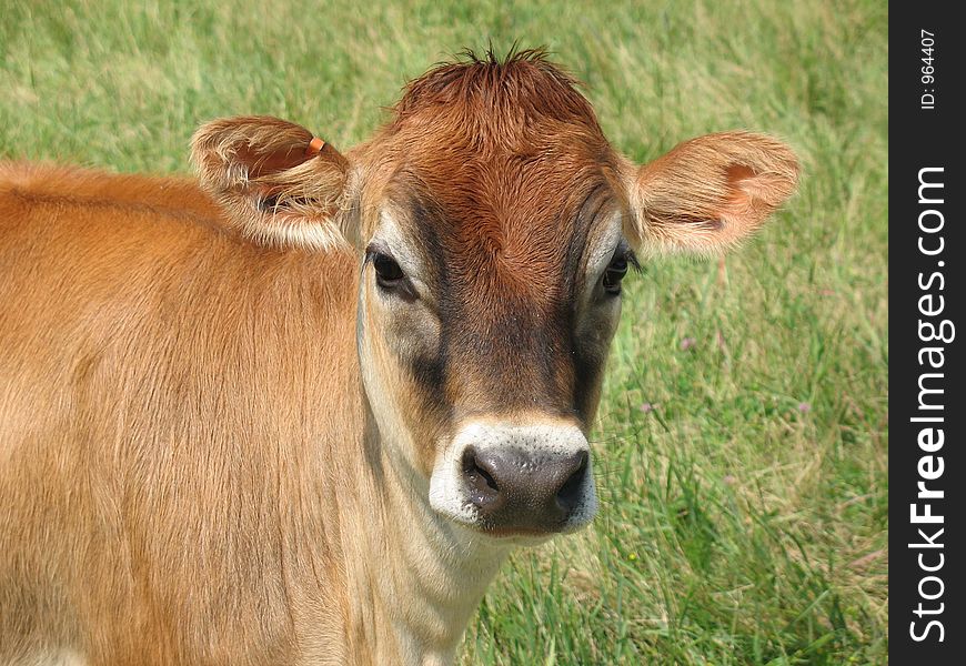 Brown calf in field. Brown calf in field