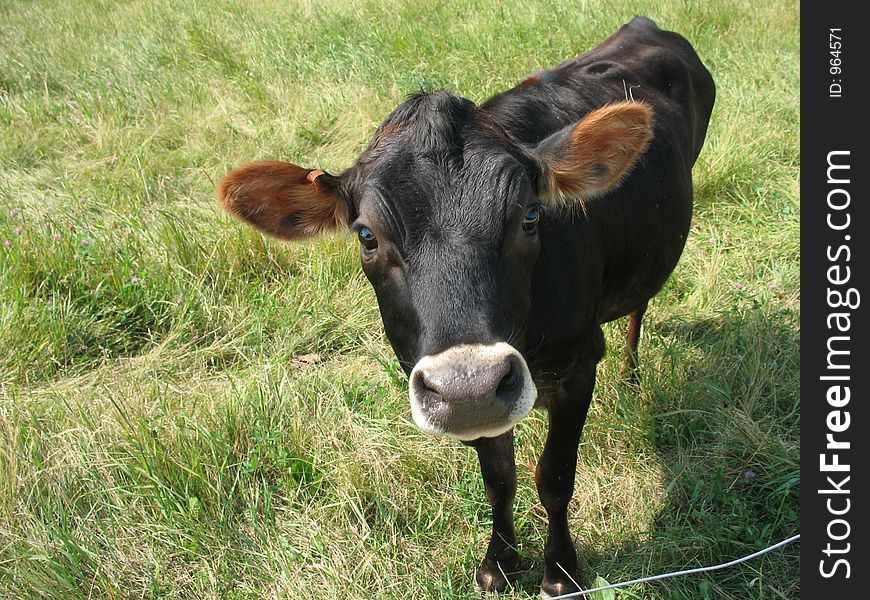 Black calf in field. Black calf in field