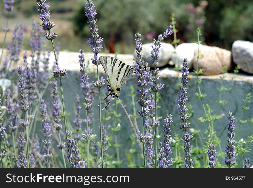 Butterfly on lavender flowers. Butterfly on lavender flowers