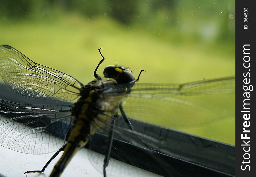 A dragon fly looking out through a window
