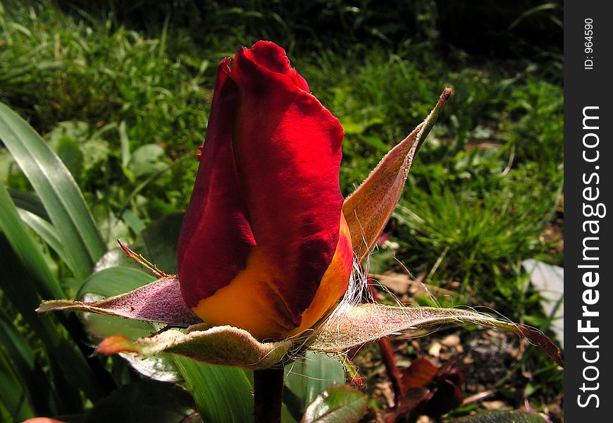 A red and Yellow rose bud in evening light.