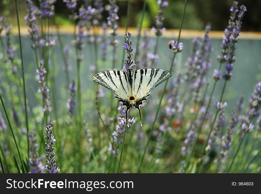 Butterfly on lavender flowers. Butterfly on lavender flowers