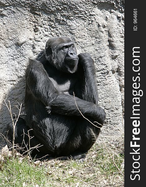 Female Razor Back gorilla sitting on ground, appears to be pouting. Female Razor Back gorilla sitting on ground, appears to be pouting.