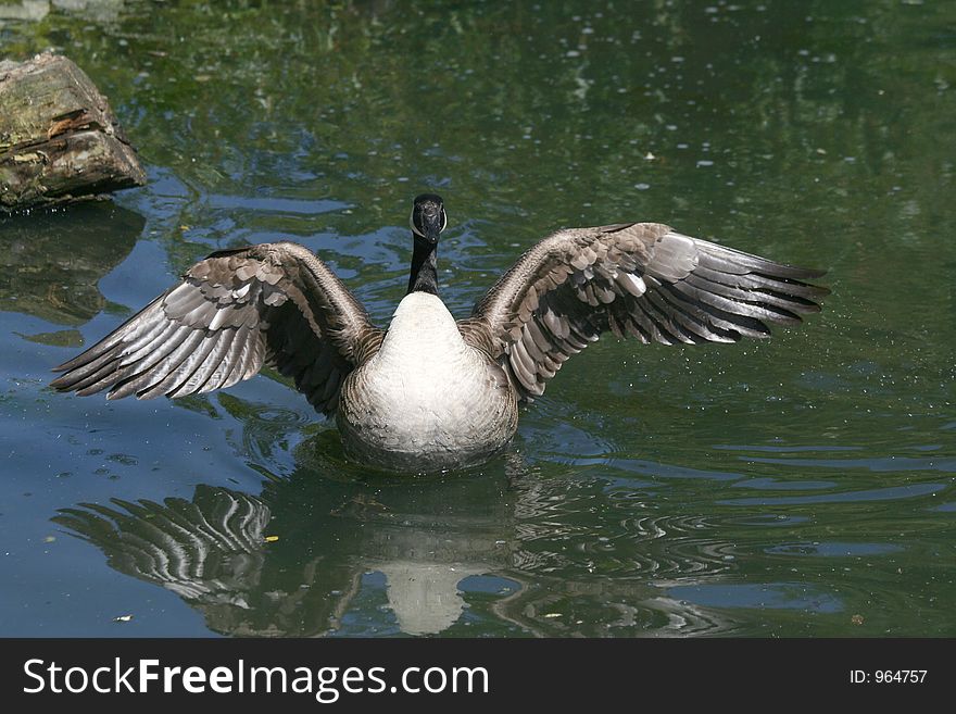 Goose flapping its wings