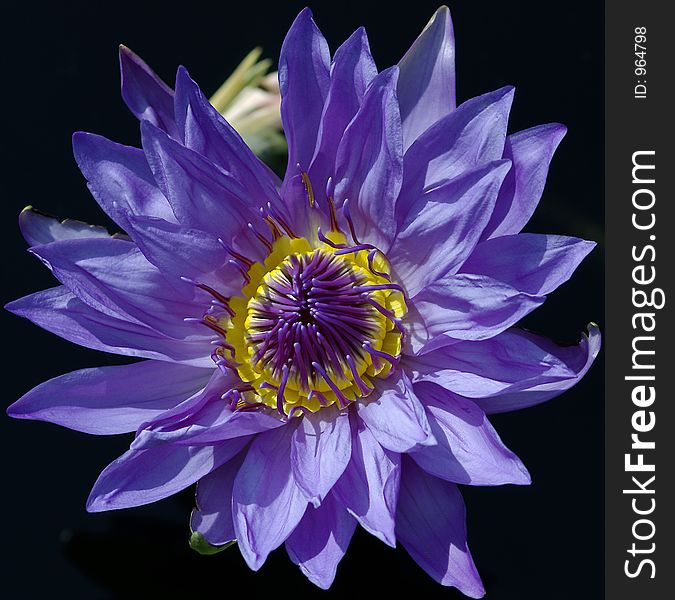 Close-up of a waterlily flower. The image contains clipping path.