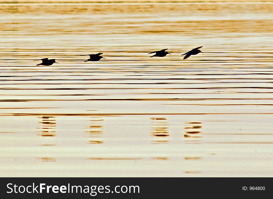 Four birds flying above sea surface in sunset in MelandsvÃ¥gen, BÃ¸mlo, Norway. Four birds flying above sea surface in sunset in MelandsvÃ¥gen, BÃ¸mlo, Norway.