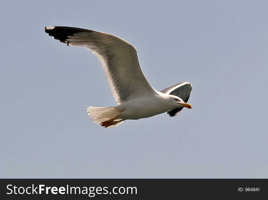 Sea gull flying high