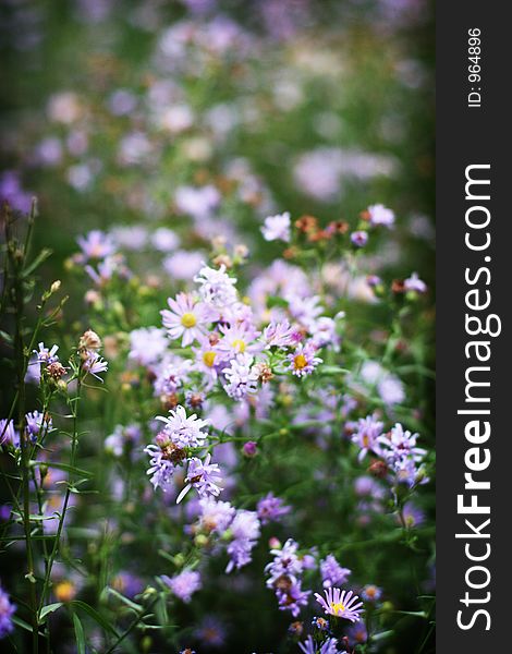 Purple and white flowers. Purple and white flowers