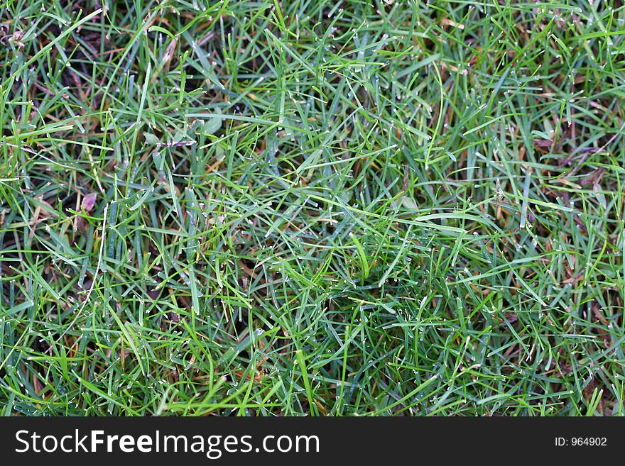 Macro shot of green grass