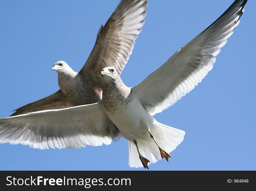 A pair of seagulls in flight