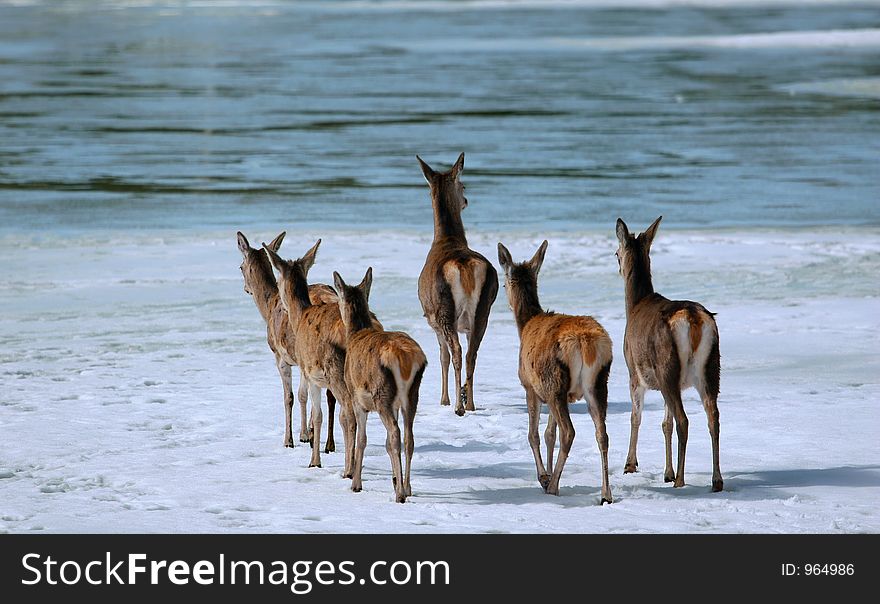 Deers on the ice river in winter of Quebec. Deers on the ice river in winter of Quebec.