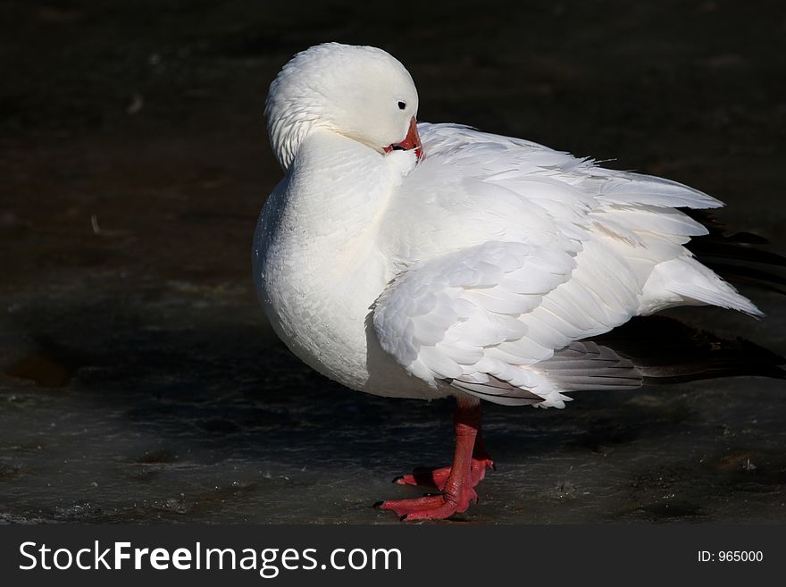 White Goose On Ice