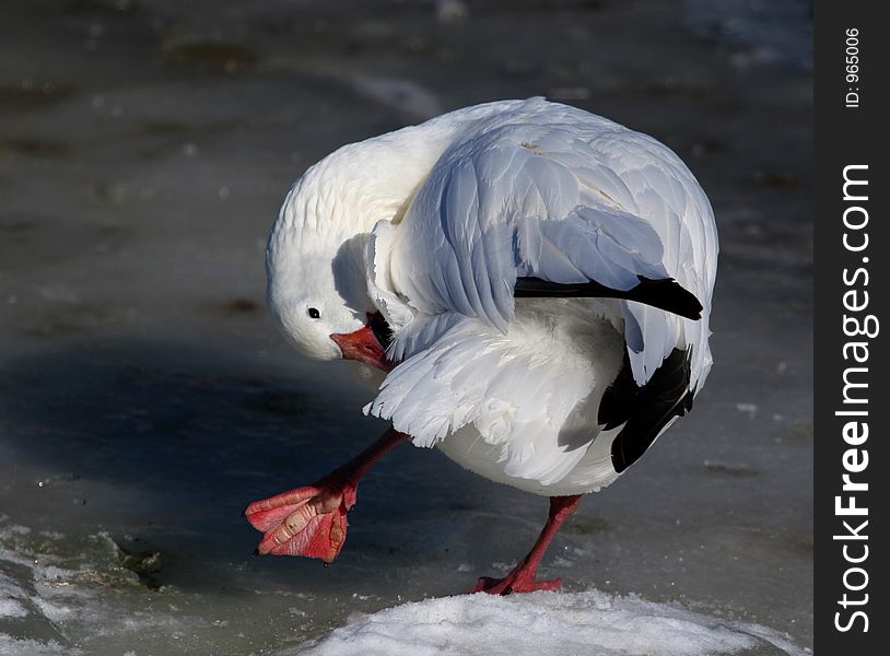 White goose on ice in the winter of Quebec.