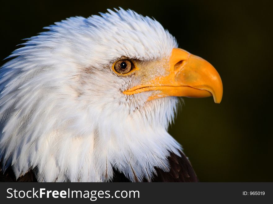 White head eagle portrait, a good model. White head eagle portrait, a good model.