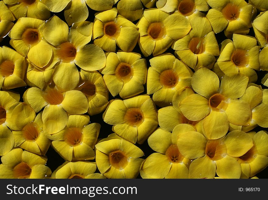 Floating spa flowers in thailand