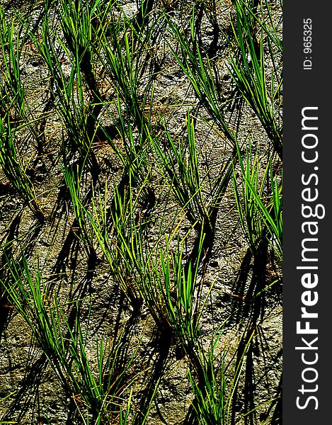 Growing transplanted rice seedling, Philippines. Growing transplanted rice seedling, Philippines