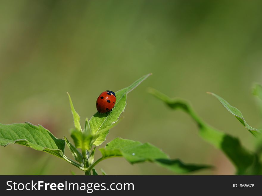 Ladybug or Ladybird on Leaf